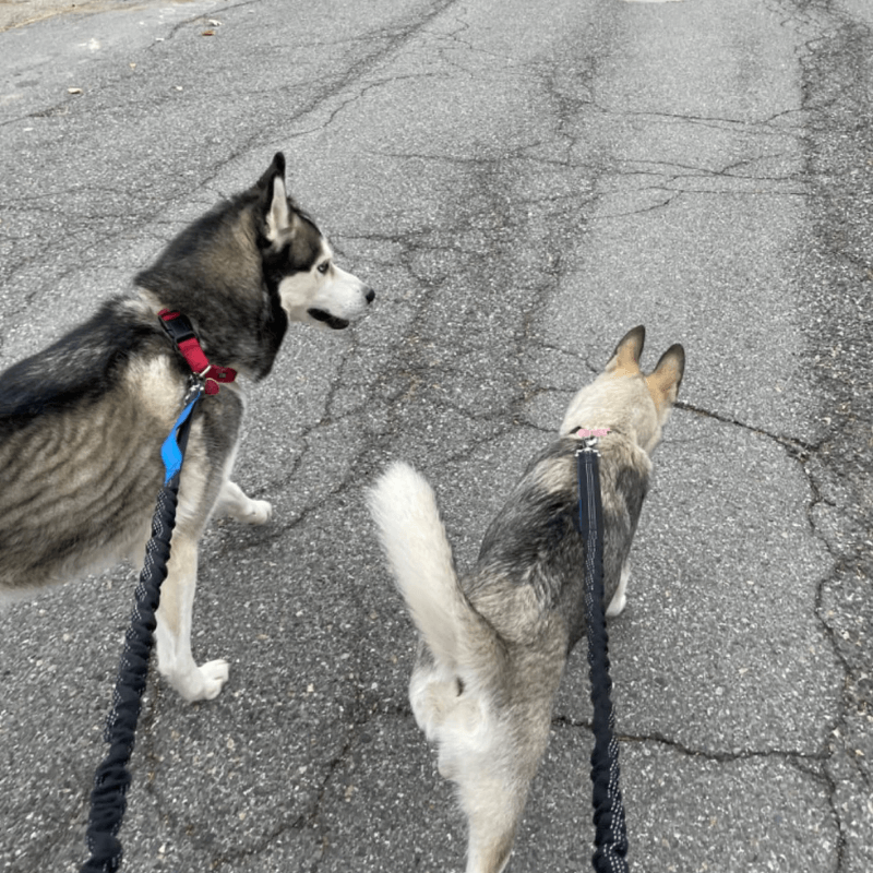 StrutMate™ Premium Hands-Free Leash
