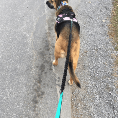 StrutMate™ Premium Hands-Free Leash