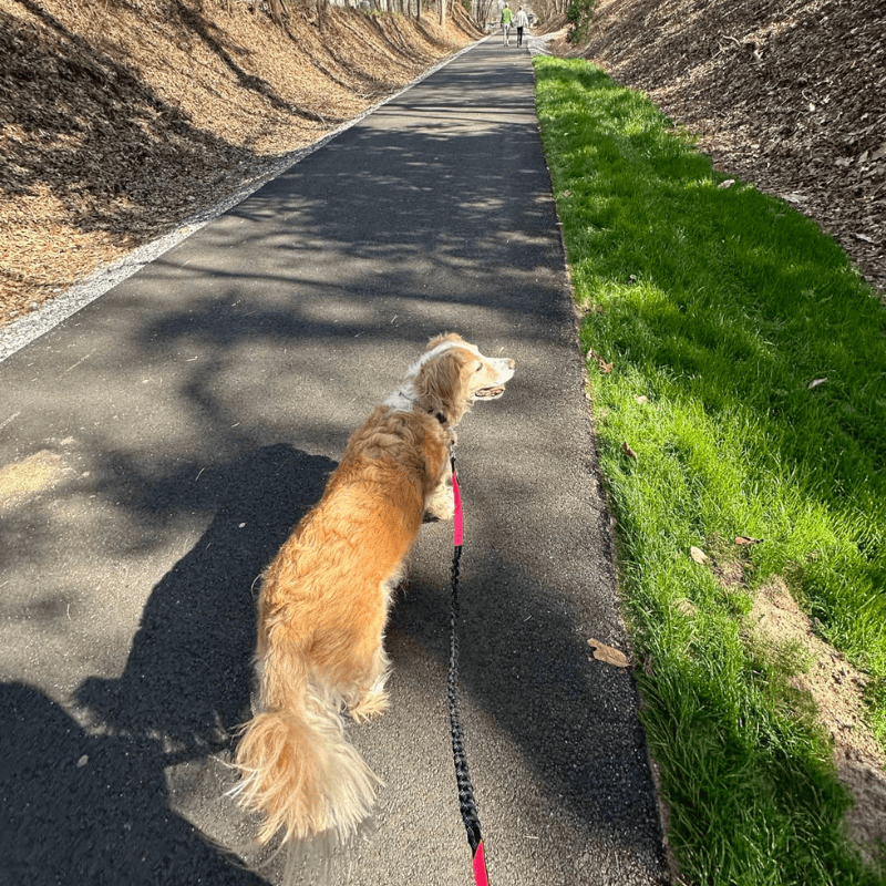 StrutMate™ Premium Hands-Free Leash